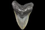 Fossil Megalodon Tooth - Georgia #109366-1